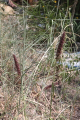 Cenchrus pilosus