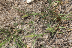Cenchrus pilosus