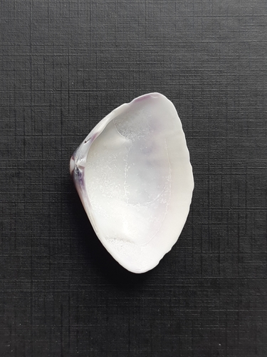 Giant Coquina Clam