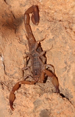 Pseudolychas ochraceus