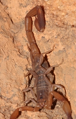Pseudolychas ochraceus