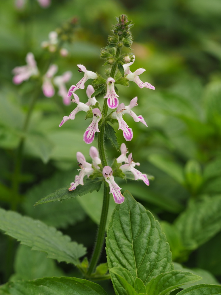 Stachys geobombycis