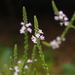 Verbena Común - Photo (c) 小铖/Smalltown, algunos derechos reservados (CC BY-NC), subido por 小铖/Smalltown