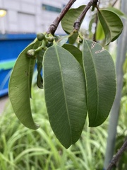 Garcinia cymosa