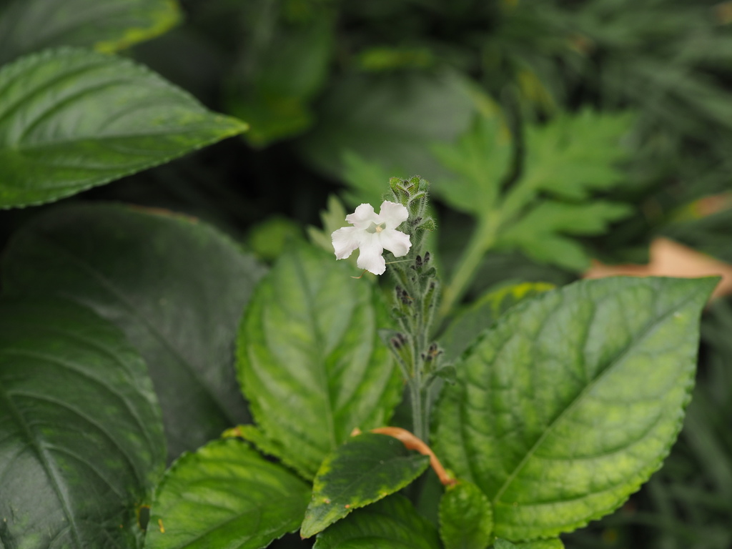 Strobilanthes tonkinensis