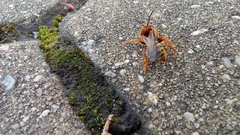 Nomada agrestis