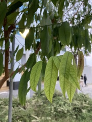 Cratoxylum cochinchinense