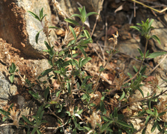 Tetramerium nervosum
