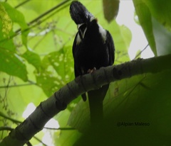 Basilornis galeatus