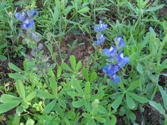 Lupinus subcarnosus