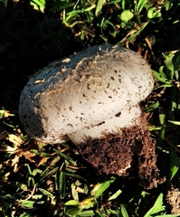 Calvatia