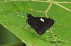 Notocrypta