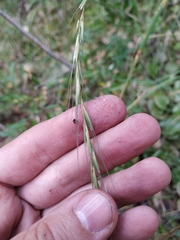 Elymus confusus