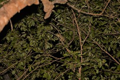 Rhacodactylus leachianus