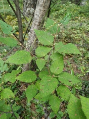 Betula lanata