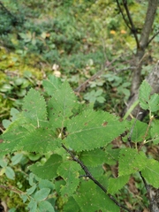 Betula lanata