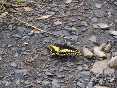 Papilio polyxenes americus