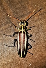 Psalydolytta lorigera