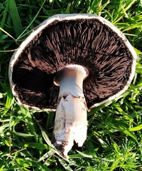 Agaricus