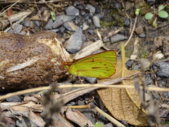 Colias dimera