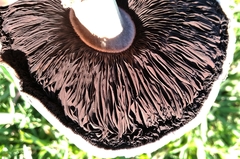 Agaricus