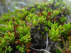 Macledium spinosum