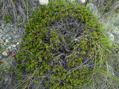 Macledium spinosum