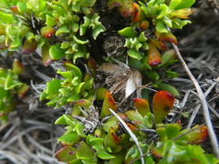 Macledium spinosum