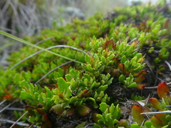 Macledium spinosum