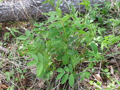 Vicia venosa baicalensis