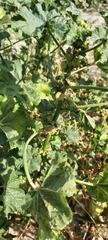 Malva parviflora