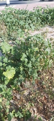 Malva parviflora