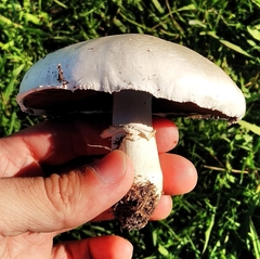 Agaricus