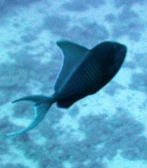 Odonus niger