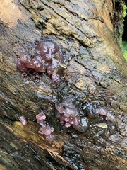 Ascocoryne sarcoides