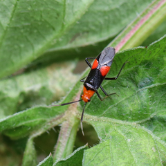 Trilaccus nigroruber