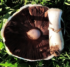 Agaricus