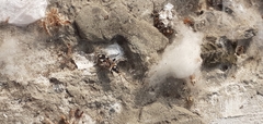 Raglius confusus