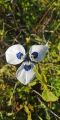 Moraea aristata