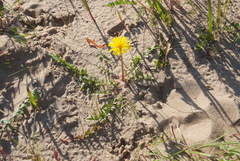 Taraxacum bicorne