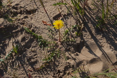 Taraxacum bicorne