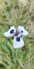 Moraea aristata