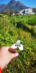 Moraea aristata