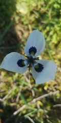 Moraea aristata