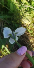 Moraea aristata
