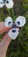 Moraea aristata