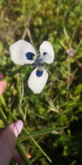 Moraea aristata
