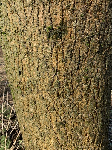 Fraxinus excelsior