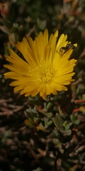 Lampranthus glaucus