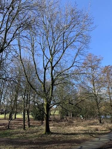 Fraxinus excelsior